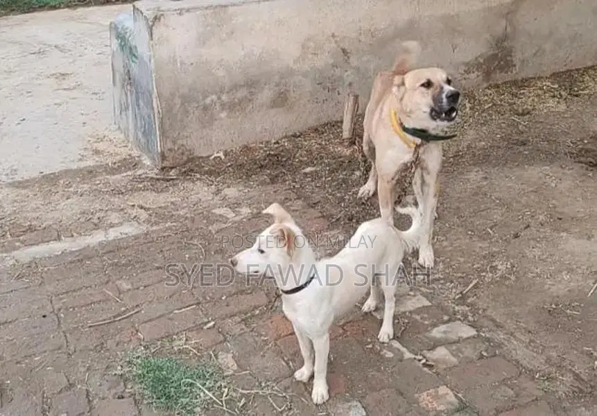 Exchange Bakarwal Goat Breed for Sale