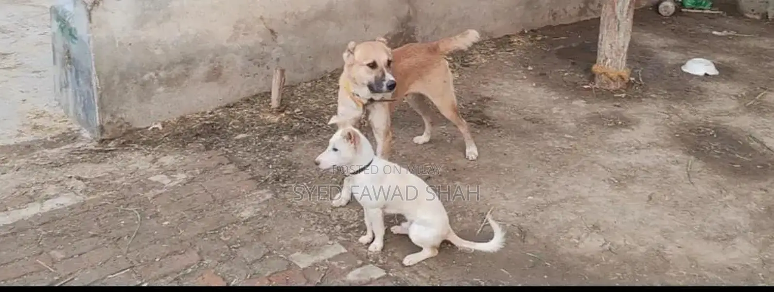 Exchange Bakarwal Goat Breed for Sale