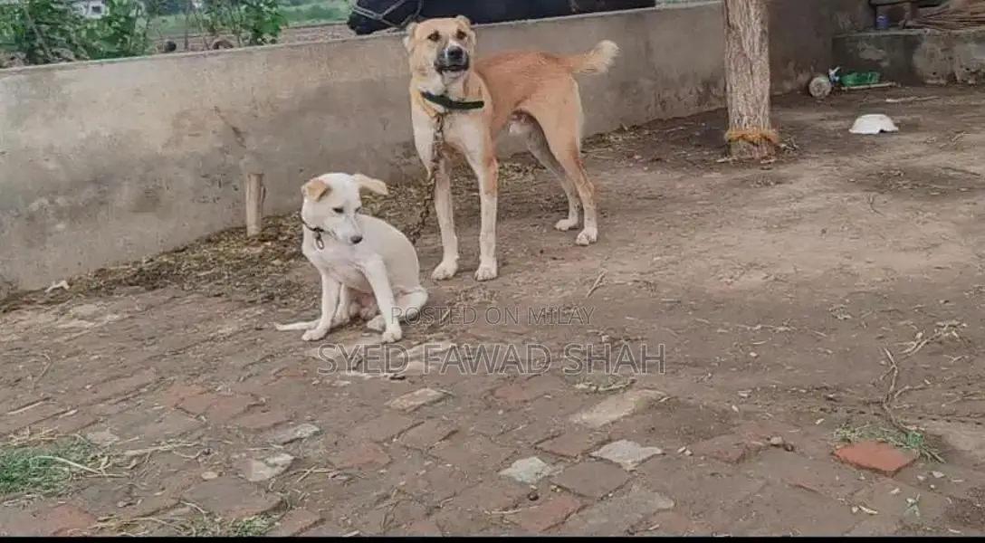 Exchange Bakarwal Goat Breed for Sale