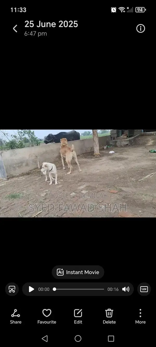 Exchange Bakarwal Goat Breed for Sale