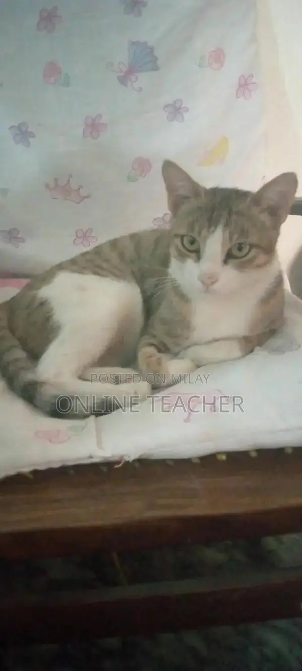 Social and Playful Cat Looking for a New Home