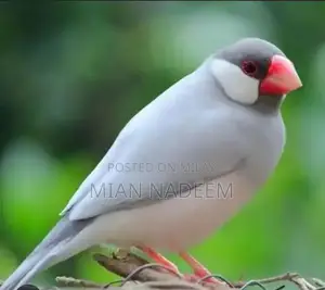 Photo - Silver Jawa Motorcycle for Sale - Great Condition