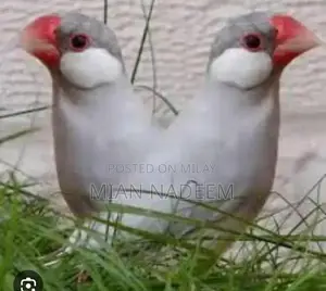 Silver Jawa Motorcycle for Sale - Great Condition