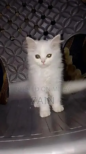 Photo - Persian Chicken Feed - Active Nutrition Formula