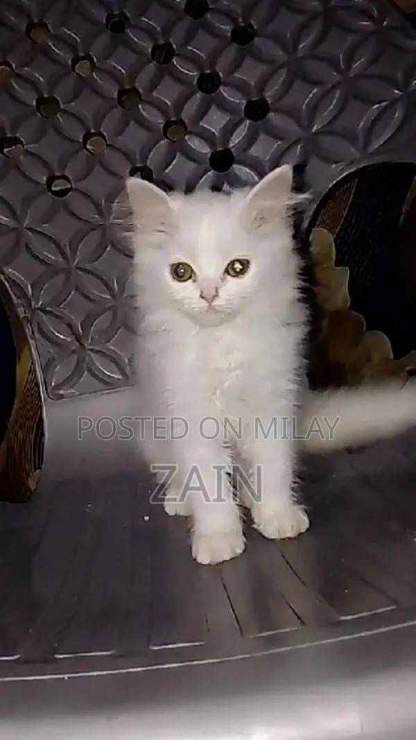 Persian Chicken Feed - Active Nutrition Formula