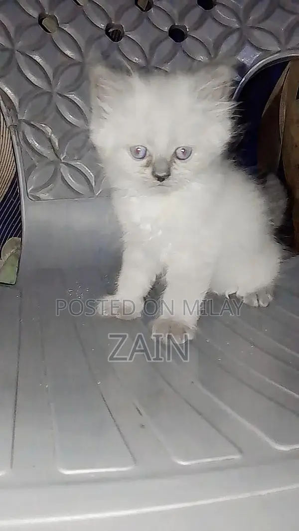 Persian Chicken Feed - Active Nutrition Formula