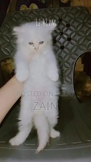 Persian Chicken Feed - Active Nutrition Formula