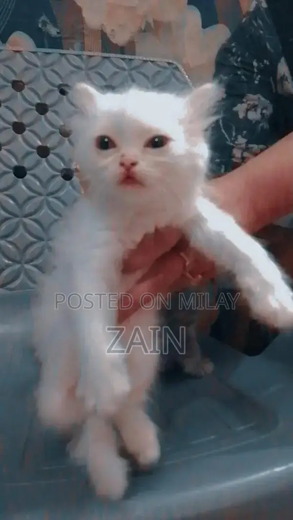 Persian Chicken Feed - Active Nutrition Formula