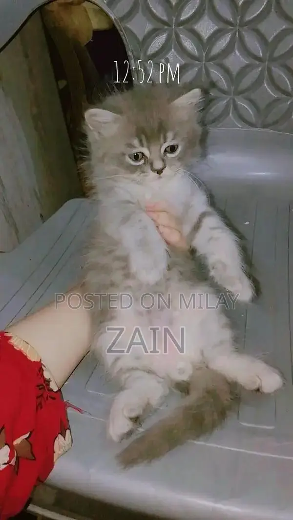 Persian Chicken Feed - Active Nutrition Formula