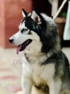 Photo - Purebred Siberian Husky Puppies - Intelligent and Social Breed