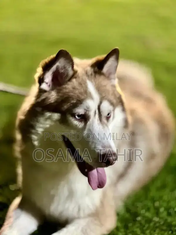 Purebred Siberian Husky Puppies - Intelligent and Social Breed