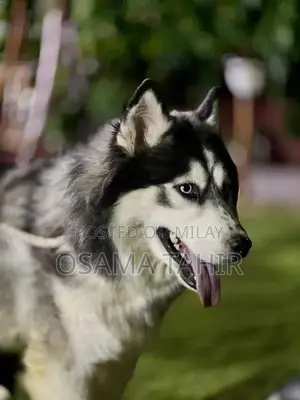 Purebred Siberian Husky Puppies - Intelligent and Social Breed