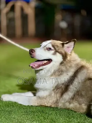 Purebred Siberian Husky Puppies - Intelligent and Social Breed