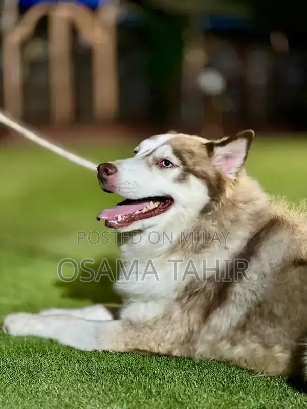 Purebred Siberian Husky Puppies - Intelligent and Social Breed