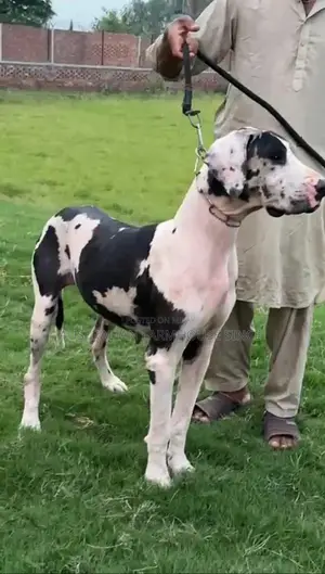 Photo - Registered Great Dane Breeding Pair - Adult Dogs