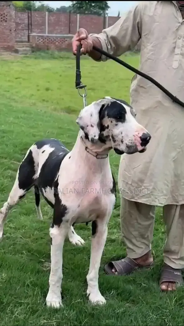 Registered Great Dane Breeding Pair - Adult Dogs
