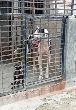 Registered Great Dane Breeding Pair - Adult Dogs