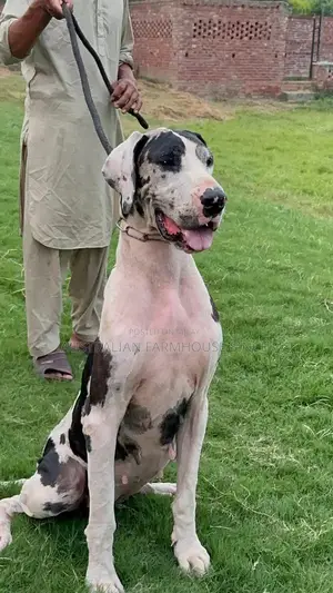 Registered Great Dane Breeding Pair - Adult Dogs