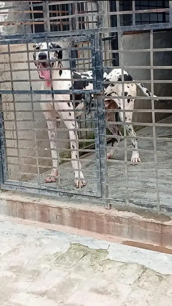 Registered Great Dane Breeding Pair - Adult Dogs