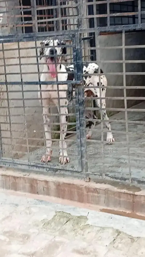 Registered Great Dane Breeding Pair - Adult Dogs
