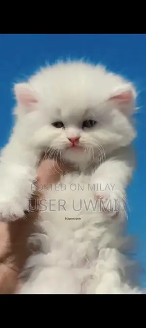 Photo - Purebred Persian Cat - Male or Female Available