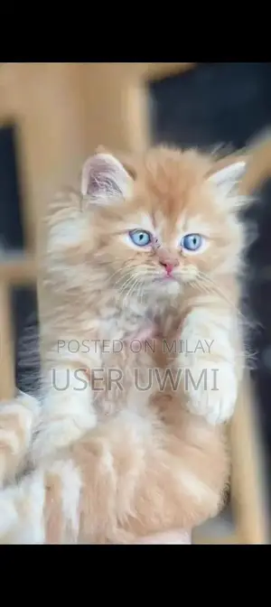 Purebred Persian Cat - Male or Female Available