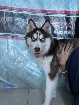 Husky