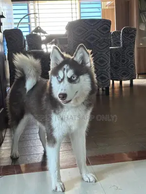 Husky
