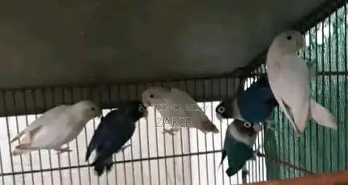 Eno Black Eye and Bluepersonata Set - Multi-Piece Collection