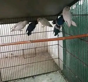 Eno Black Eye and Bluepersonata Set - Multi-Piece Collection