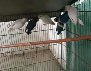 Eno Black Eye and Bluepersonata Set - Multi-Piece Collection