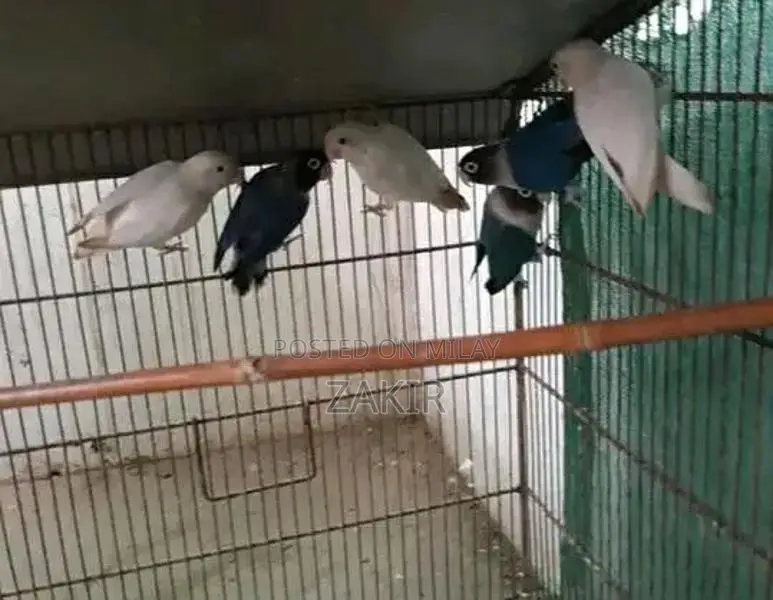 Eno Black Eye and Bluepersonata Set - Multi-Piece Collection