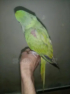 Photo - Handtam Healthy and Active Row Parrot Supplement