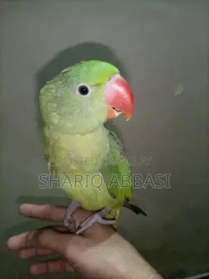 Handtam Healthy and Active Row Parrot Supplement