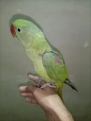 Handtam Healthy and Active Row Parrot Supplement