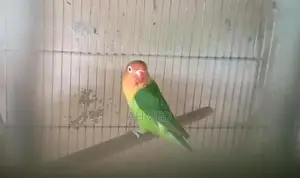 Photo - Male Breeding Poultry Ha Breeder for Sale