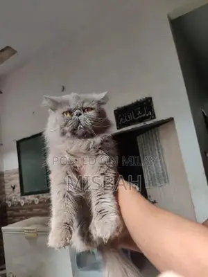 Photo - peki stud male for sale