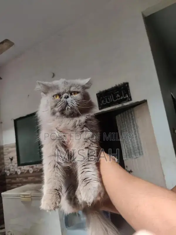 peki stud male for sale