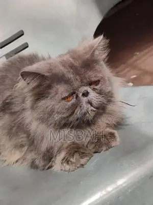 peki stud male for sale