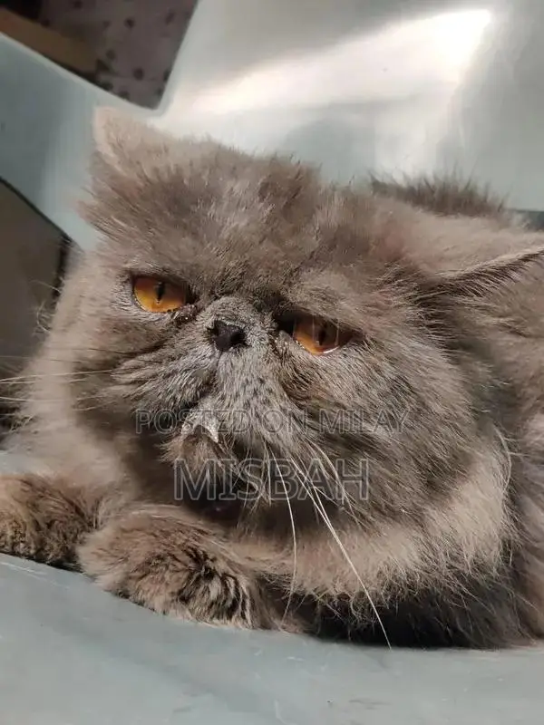 peki stud male for sale