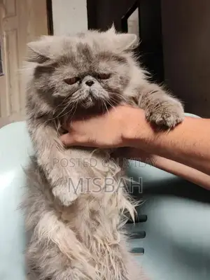 peki stud male for sale