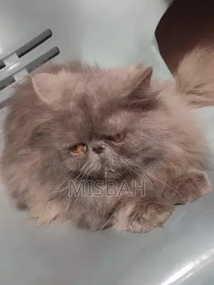 peki stud male for sale