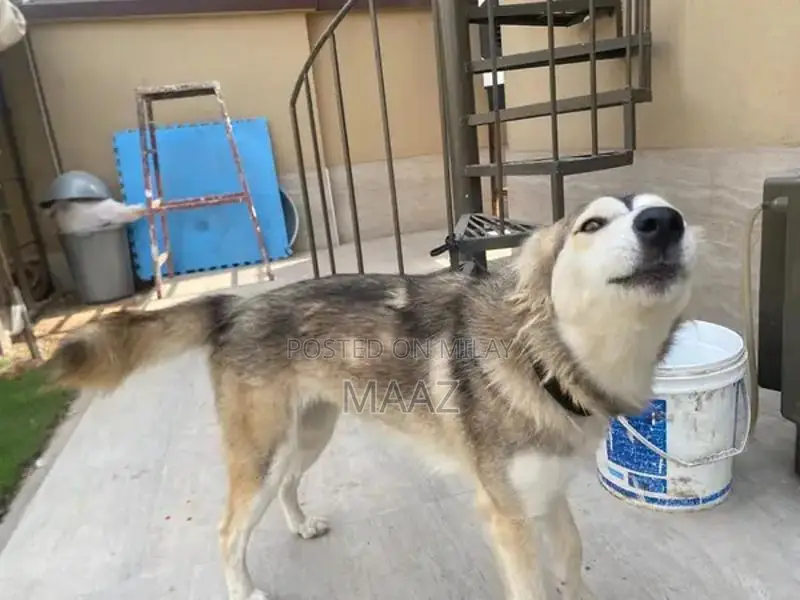 Siberian Husky Male Puppy - Purebred Breeding Prospect