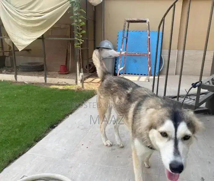 Siberian Husky Male Puppy - Purebred Breeding Prospect