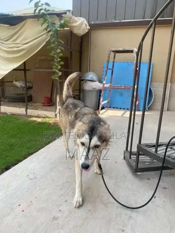 Siberian Husky Male Puppy - Purebred Breeding Prospect