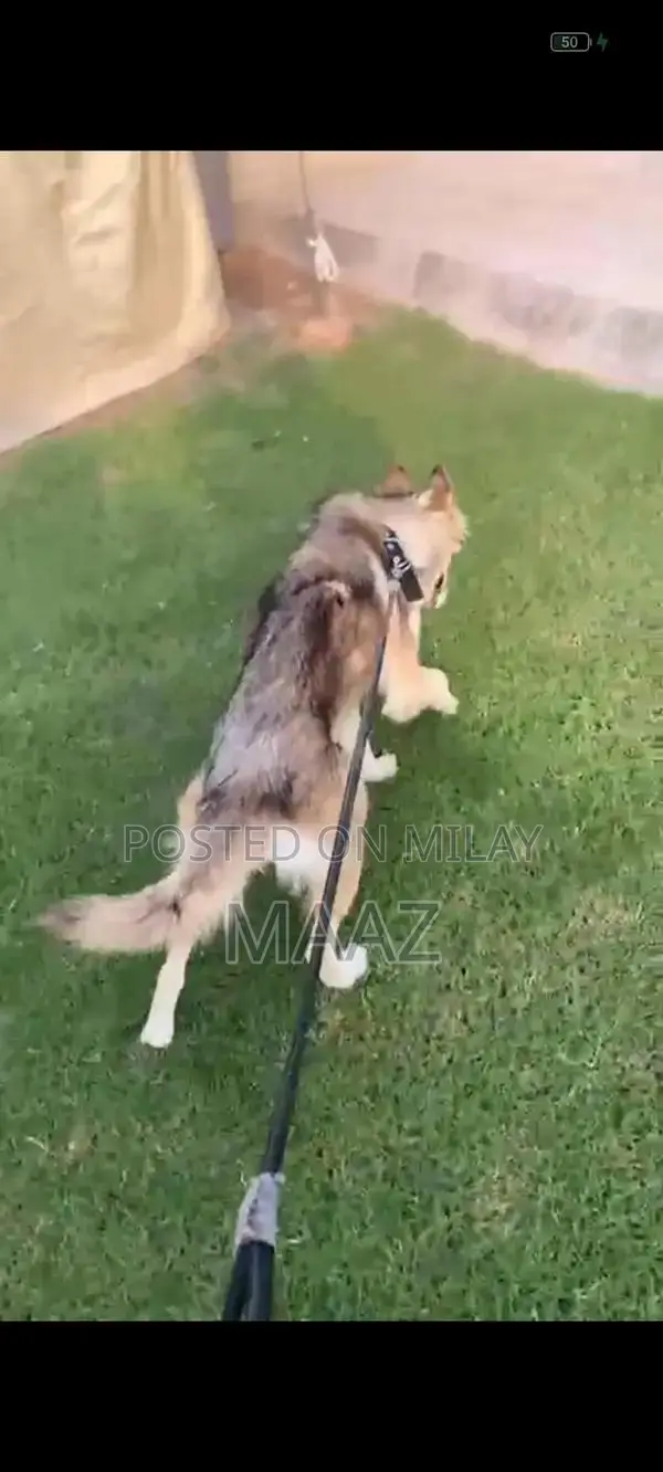 Siberian Husky Male Puppy - Purebred Breeding Prospect