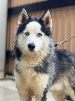 Photo - Woolly Coat Siberian Husky Puppy - 14 Months Old