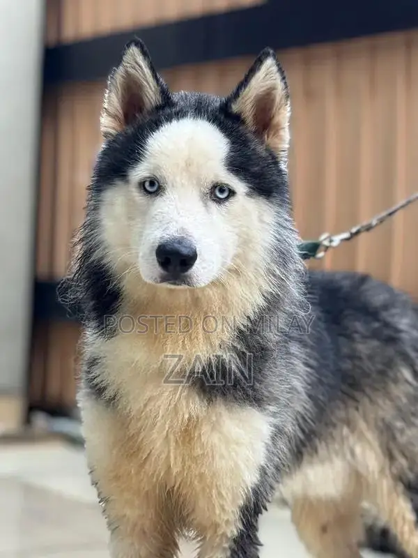 Woolly Coat Siberian Husky Puppy - 14 Months Old