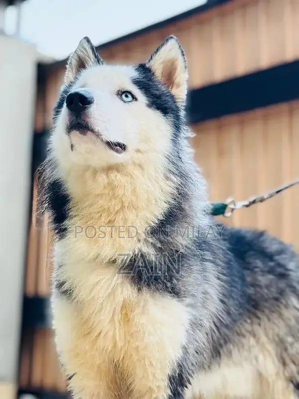 Woolly Coat Siberian Husky Puppy - 14 Months Old