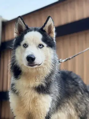 Woolly Coat Siberian Husky Puppy - 14 Months Old